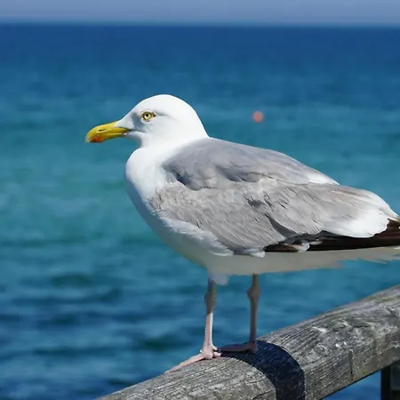 Darsser Weg 34 A _haus Lummennest_